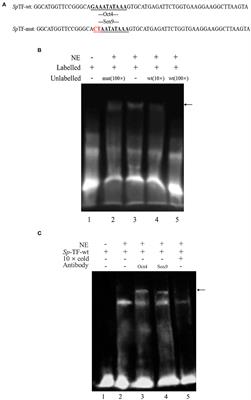 Transcriptional Regulation of Vih by Oct4 and Sox9 in Scylla paramamosain